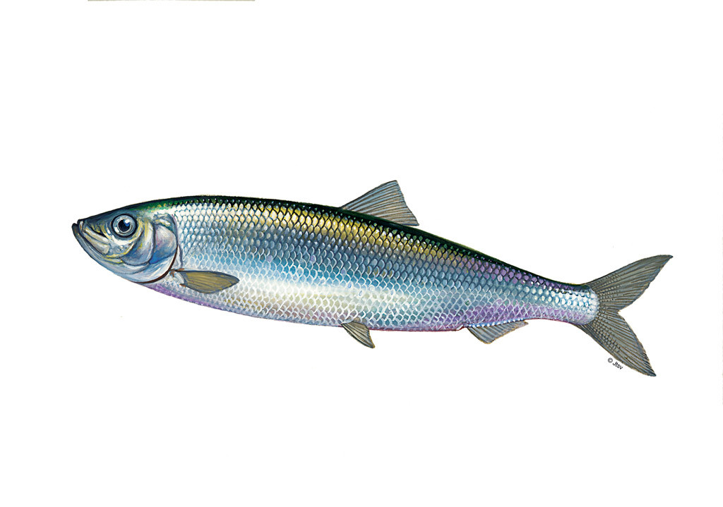 Der Hering ist ein beliebter Fisch bei Anglern und Fischern. Kein Wunder, denn es macht nicht nur Spaß ihn zu fangen, sondern auch zu essen. 