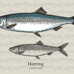 Der Hering ist ein beliebter Fisch bei Anglern und Fischern. Kein Wunder, denn es macht nicht nur Spaß ihn zu fangen, sondern auch zu essen.