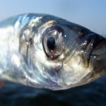 Der Hering zählt mit zu einem der beliebtesten und schmackhaftesten Salzwasserfische bei Anglern. Foto: BLINKER