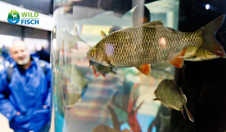 Auf der Messe Wild & Fisch 2017 in Offenburg erwartet auf die Besucher ein Aquarium des Landesfischereiverbands mit heimischen Fischarten. Foto: Messe Offenburg / BRAXART