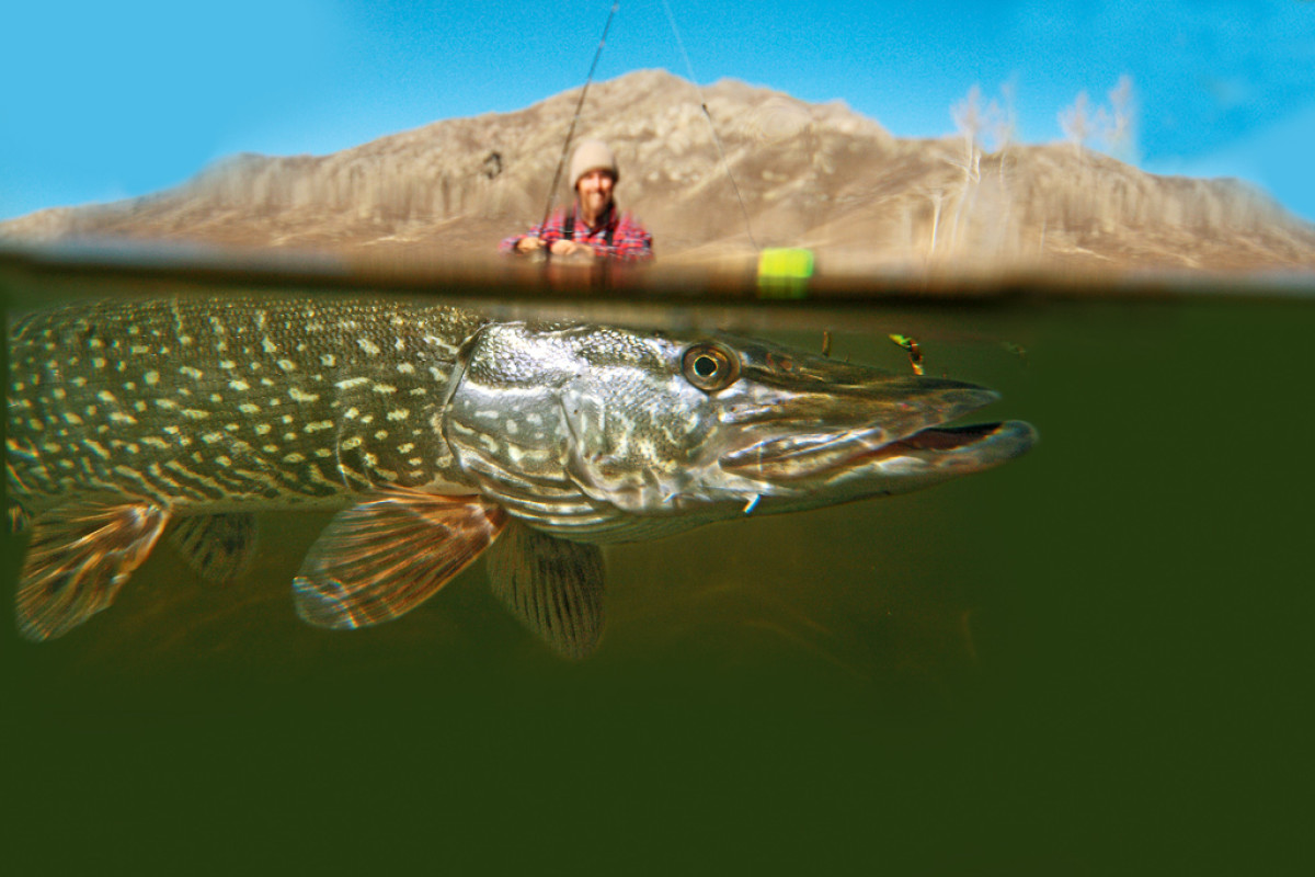 Ein gutes Hechtbild muss nicht unbedingt einen Angler mit seinem Fang zeigen. Auch Drillbilder sind reizvoll. Foto: O. Portrat