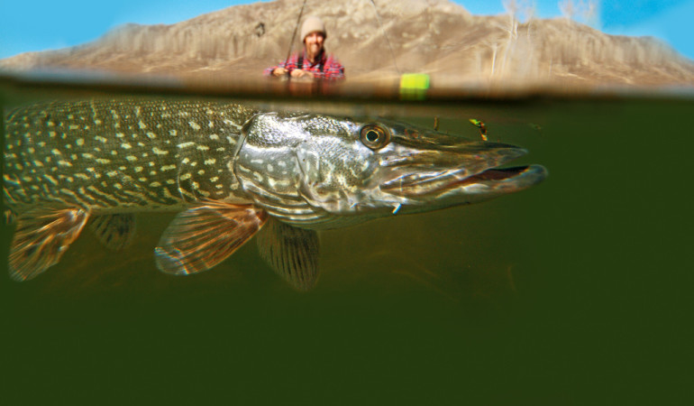 Ein gutes Hechtbild muss nicht unbedingt einen Angler mit seinem Fang zeigen. Auch Drillbilder sind reizvoll. Foto: O. Portrat