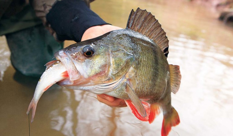 Barschangeln mit Köderfisch ist die natürliche Art, fische zu fangen. Foto: BLINKER/O.Portrat