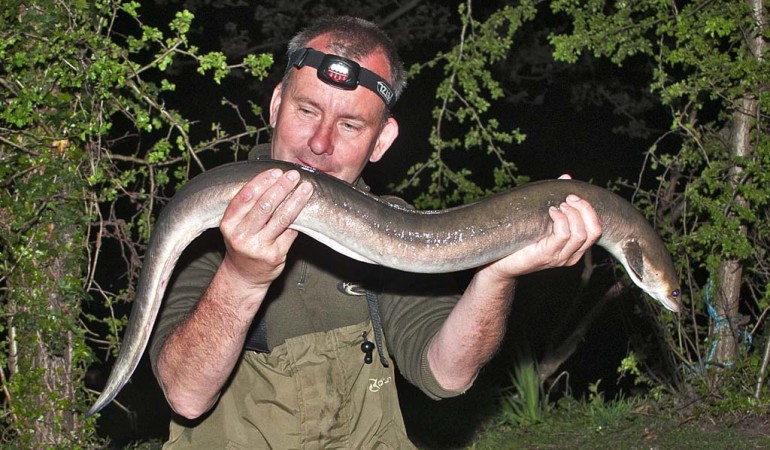 Duncan Charman mit einem seiner vielen Großaale. Wenn man solche Fische regelmäßig fangen will, muss man sich andere Aalmontagen als die übliche Laufbleimontage einfallen lassen. Foto: D. Charman