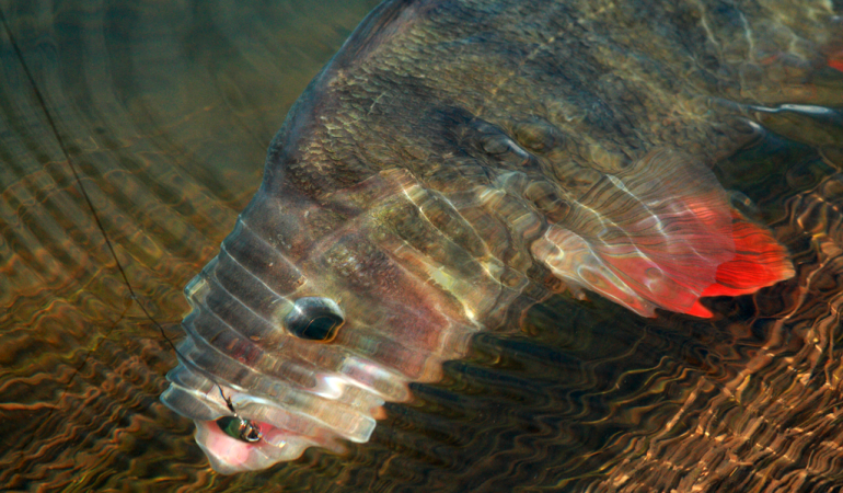 Emanuel konnte in Schweden vermutlich einen neuen schwedischen Barsch-Rekord fangen. Hier zu sehen ein Barsch im glasklaren Wasser, der von einem Angler gefangen wurde. Foto: BLINKER/O.Portrat