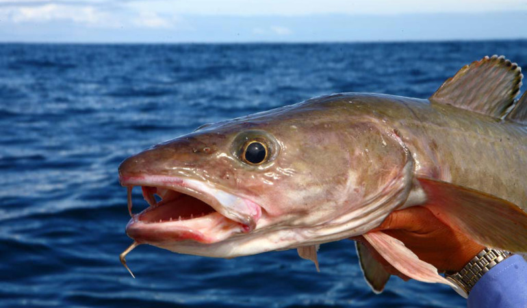 Lengangeln in Norwegen: Der Leng ist der längste der Norwegen-Fische. Und damit ist er allemal eine Reise in den hohen Norden wert. Foto: O. Portart