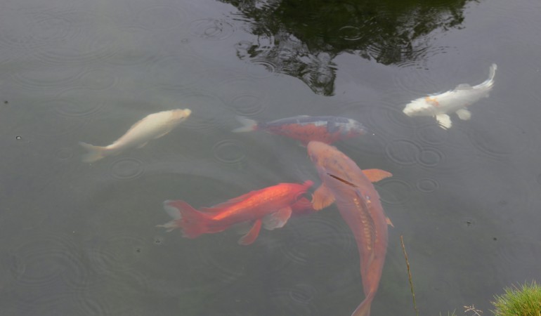 Koi-Karpfen lassen sich im kleineren Teich der Außenanlage bestaunen. Foto: A. Pawlitzki