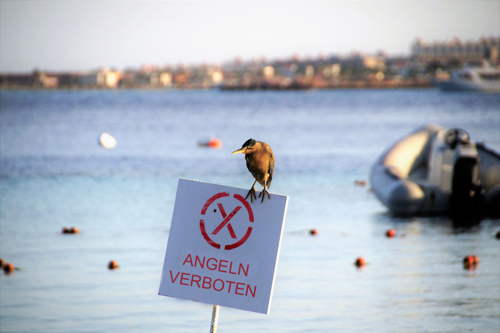 Das Angelverbot in Schutzgebieten der Ost- und Nordsee ist für alle Angler ein Schlag ins Gesicht. Foto: BLINKER/PB