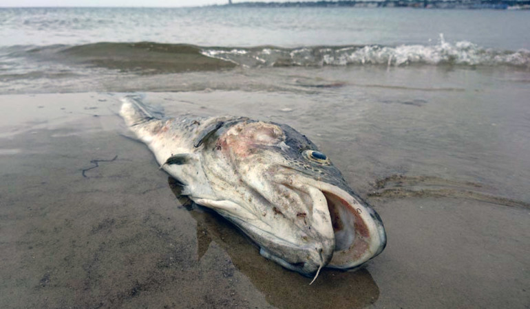 Fehlender Sauerstoff sorgt für großes Fischsterben in der Ostsee. Foto: BLINKER/M. Brehmer