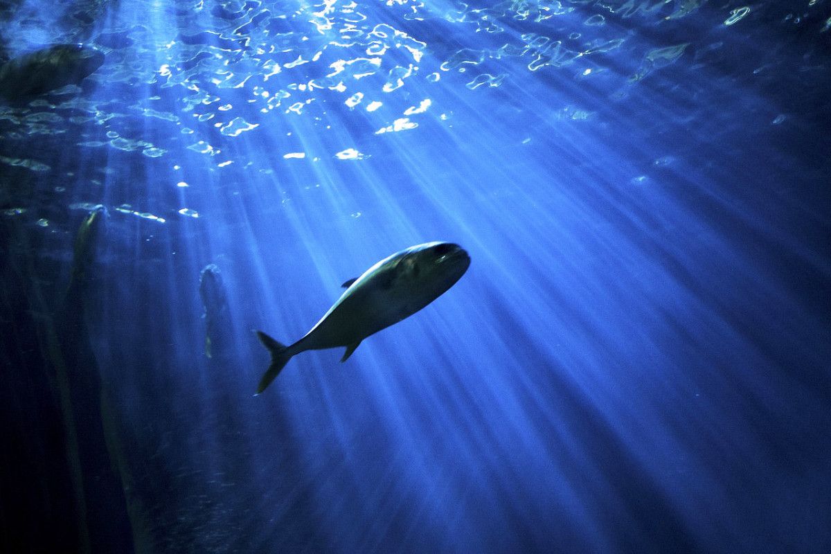 Jährlich wird der Fisch des Jahres durch den Deutsche Angelfischerverband (DAFV) gewählt. Foto: pb