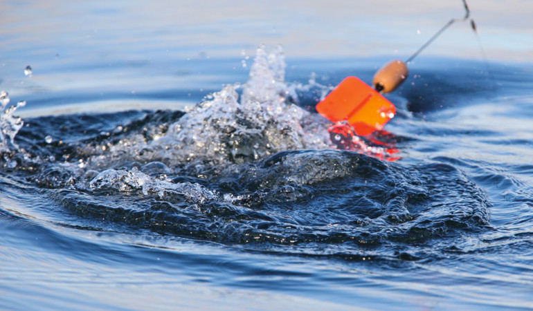 Segelpose im Wasser