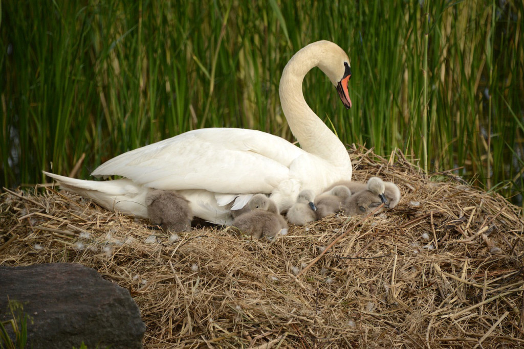 Die Raubfischjagd im Ettlinger Horbachsee wurde durch zwei vermisste Schwanenbabys eingeleitet. Foto: pixabay