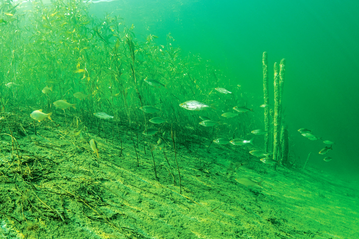 Pflanzen im lichtdurchfluteten Flachwasser bieten Sauerstoff, Nahrung und Deckung. Doch was passiert, wenn sich die Sprungschicht dazwischen drängt? Foto: BLINKER/W. Pölzer