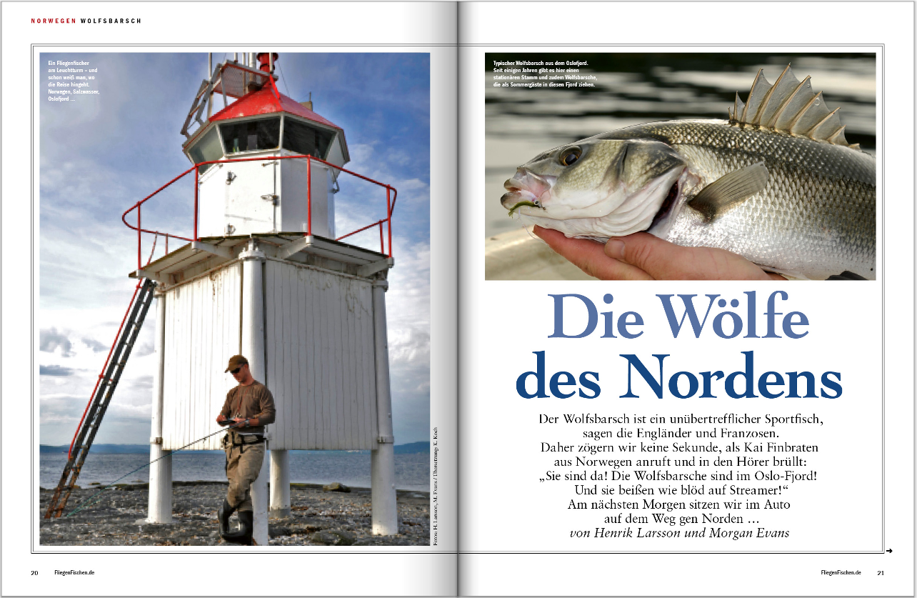 Wolfsbarsche in Norwegen! Wir zeigen Ihnen in unserer Reiseausgabe von FliegenFischen, wie und wo Sie diese Fische fangen.