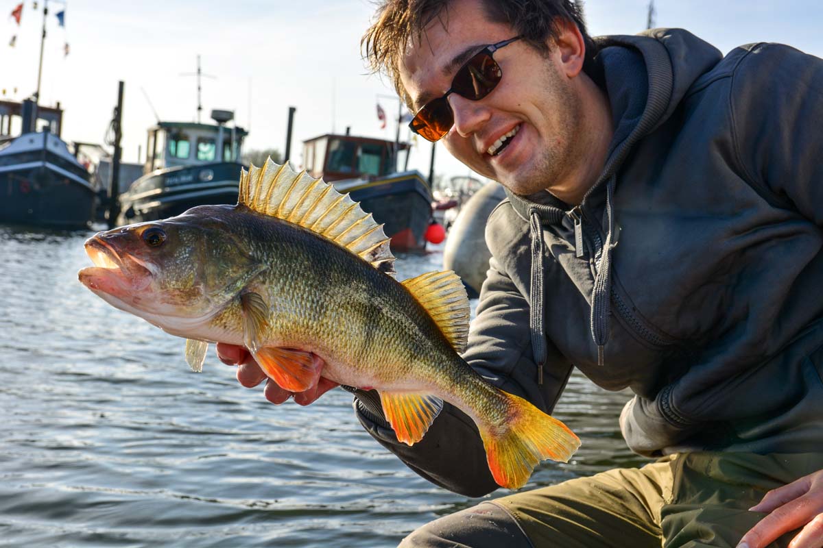 Auch in Yachthäfen kann man größere Barsche fangen. Die gestreiften Räuber lauern zwischen den Booten auf Beute. Foto: Simon Torenbeek