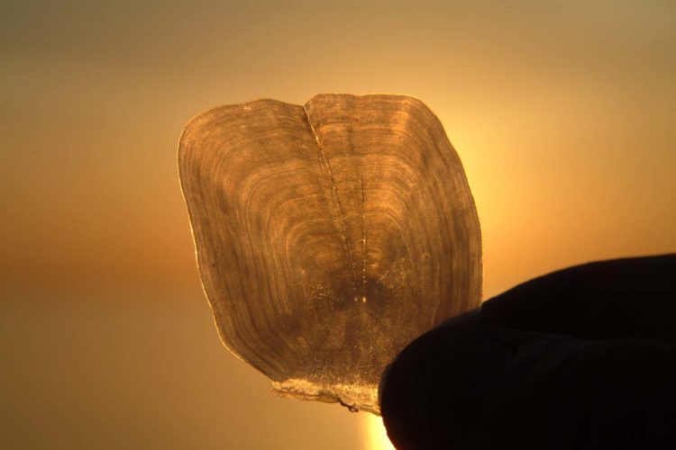 Fischschuppen können bei genauer Betrachtung viel über die Art verraten, zu der sie gehört. Auch das Alter lässt sich anhand der kleinen Zuwachsringe bestimmen. Foto: BLINKER/O. Portrat