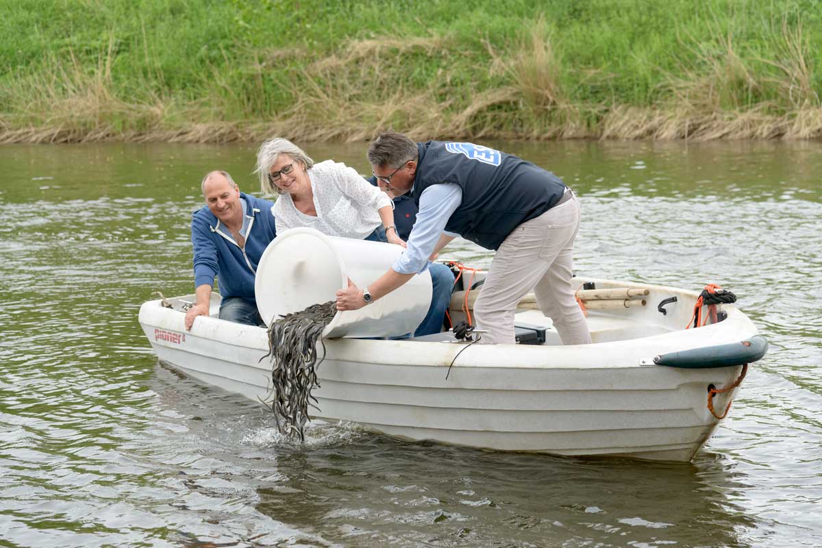 Der Aal steht auf der Liste der bedrohten Tierarten. Die Initiative zur Förderung des Europäischen Aals e.V. (IFEA) und der Eel Stewardship Fund (ESF) haben dafür ein Aal-Konzept-Wettbewerb für Angelvereine ausgeschrieben. Foto: ESF/Antje Schimank