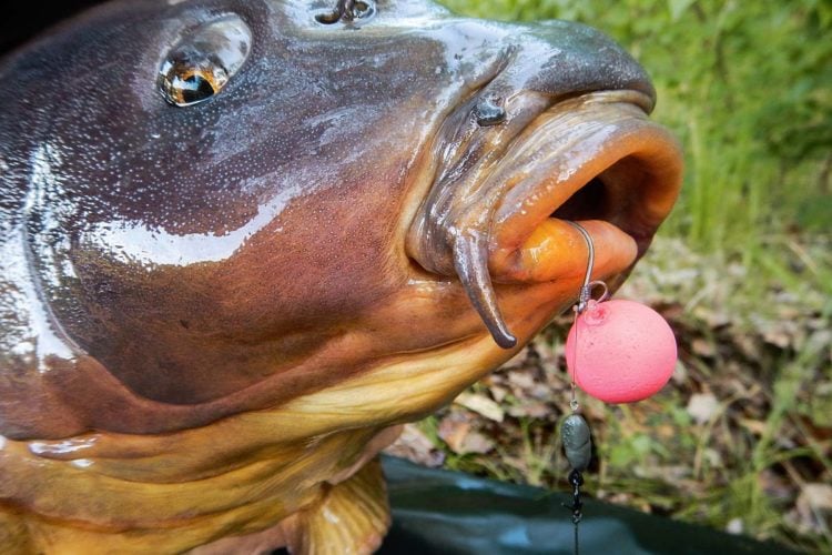 Steifes Vorfach – kapitaler Karpfen: Dieser Fisch wurde mit einer Variante des Stiff-Rigs sicher gehakt. Foto: G. Bradle