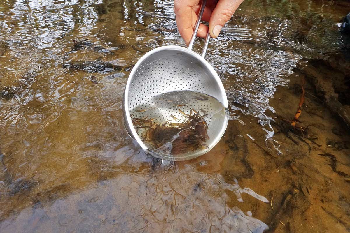 Das Wanderfischprogramm in Sachsen-Anhalt schreitet weiter voran. Die zirka sechs bis acht Zentimeter langen Jungfische werden in die Oberläufe der Bäche ausgesetzt. Foto: F. Schlichting