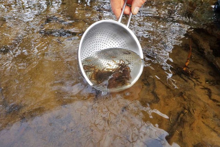 Das Wanderfischprogramm in Sachsen-Anhalt schreitet weiter voran. Die zirka sechs bis acht Zentimeter langen Jungfische werden in die Oberläufe der Bäche ausgesetzt. Foto: F. Schlichting