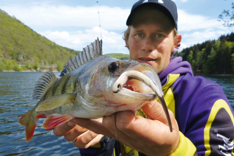 Esox Autor Stephan Gockel gibt Tips zum Barschangeln mit Gummiködern.