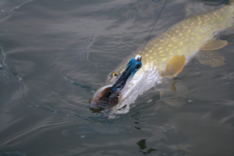 Matze Brauch verwendet zum Fliegenfischen mit der Spinnrute gern beschwerte Tubenfliegen.