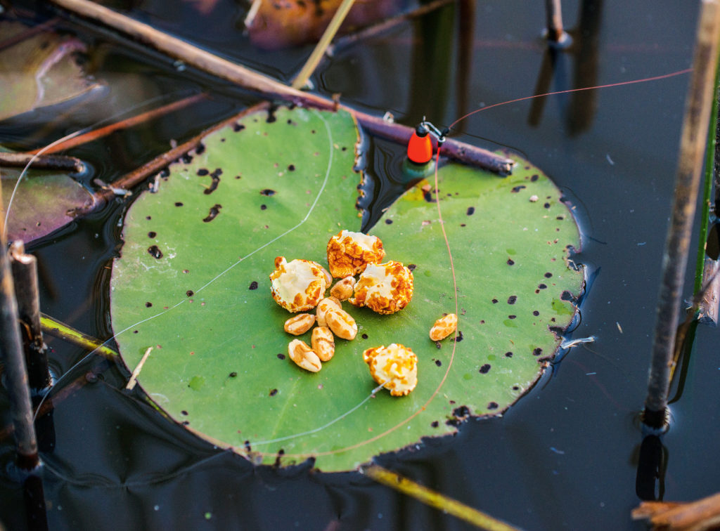 Beim Karpfenangeln mit Popcorn und Smacks empfiehlt es sich, einen Controller zu nutzen. Dadurch erzielt man höhere Wurfweiten.