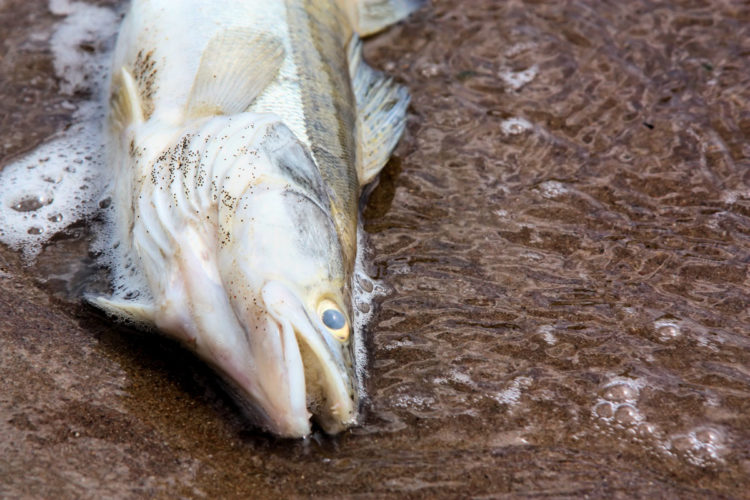 Großes Fischsterben im Aasee. Der Auslöser: akuter Sauerstoffmangel durch die hohen Temperaturen. Foto: Fotolia (Beispielfoto)