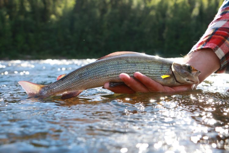 Das Fischsterben am Hochrhein 2018 wurde durch die große Hitze ausgelöst. Foto: BLINKER/F.Pippardt