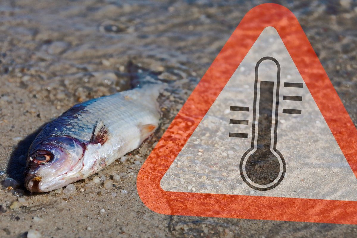 Großes Fischsterben im Stausee Rötlen. Mehr als 20 Tonnen toter Fische wurden bereits geborgen. (Beispielfoto) Foto: Fotolia