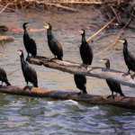 Ein Kormoran frisst pro Tag ungefähr 500 Gramm Fisch. Foto: BLINKER/O. Portrat