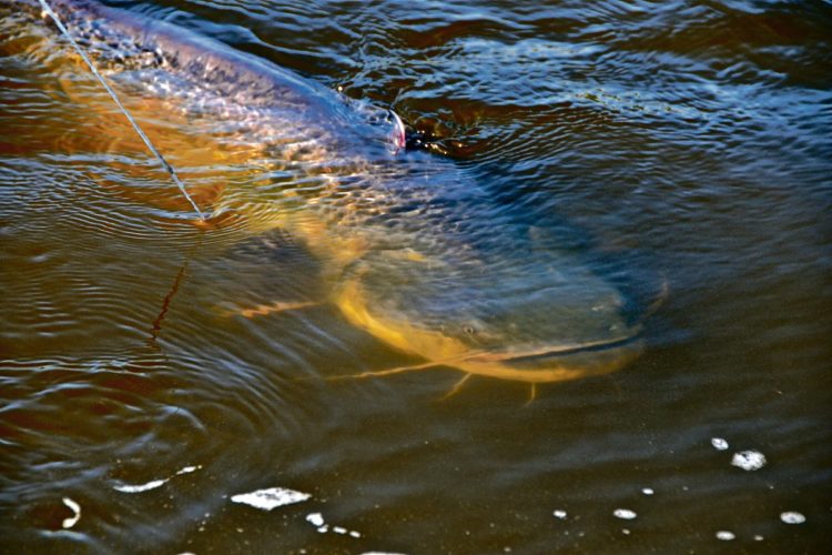 Ein Wels im Weiher des Dreieichparks in Offenburg hat für viel Aufmerksamkeit in den Medien gesorgt und hohe Kosten verursacht. Foto: O. Portrat