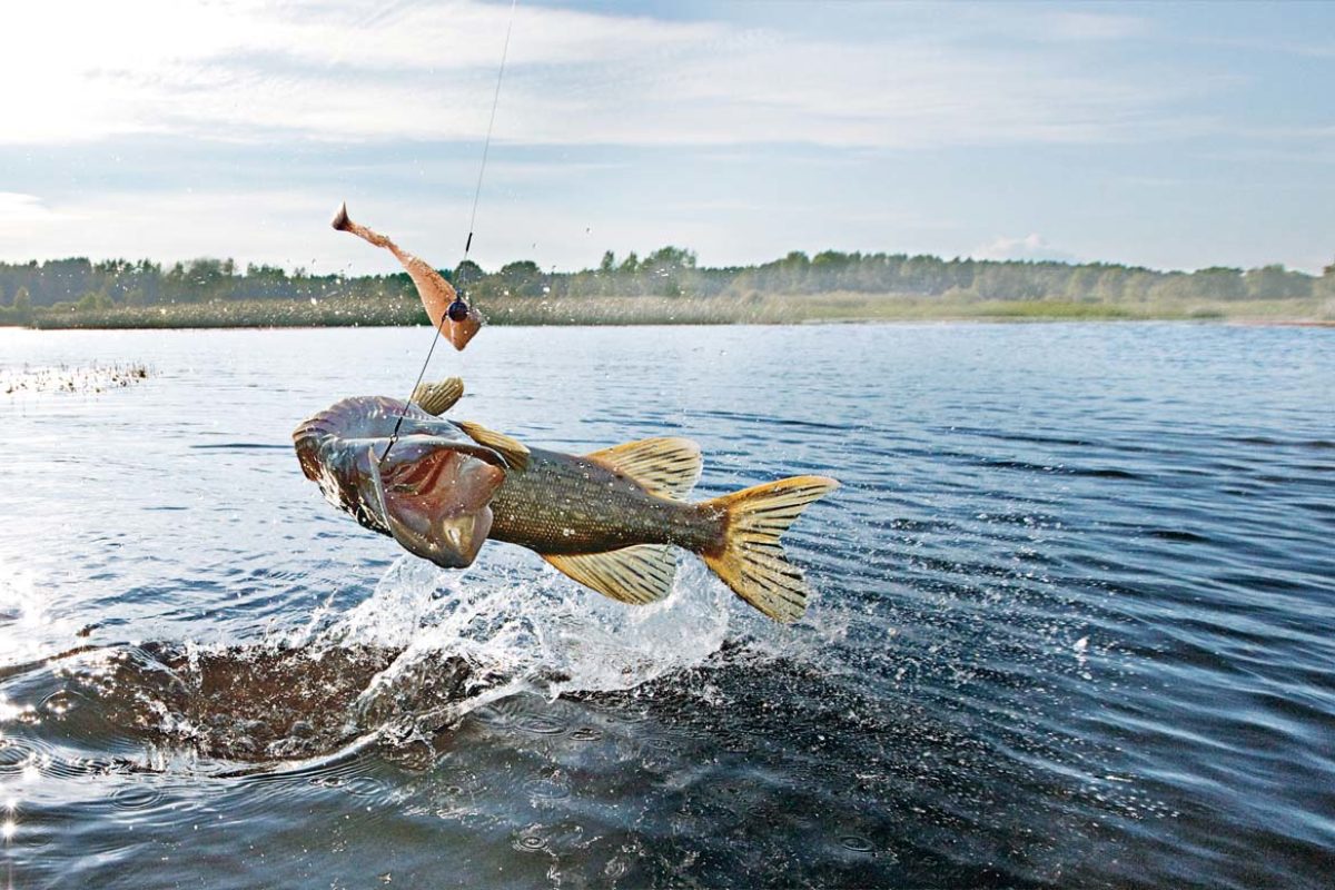 Das Angeln mit Stinger kann besonders an schwierigen Beißtagen die Fangausbeute erhöhen. Foto: BINKER