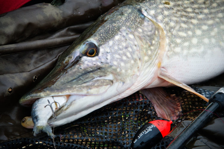 Bei den toten ­Köderfischen zum Angeln auf Hecht hat der Angler die Qual der Wahl: Welchen ­Köderfisch werden die Hechte bevorzugen? Foto: BLINKER/W. Krause