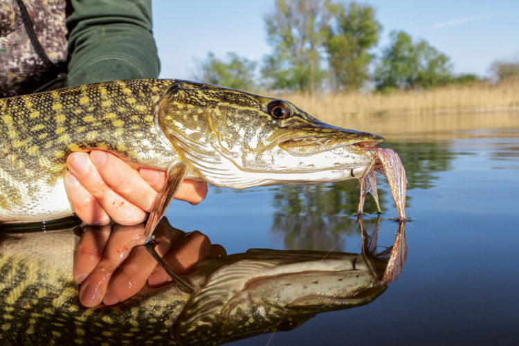 Hechte beißen nicht nur auf Wobbler und Gummifische. Dieser gute Fisch schnappte sich den Hechtstreamer. Foto: F. Pippardt