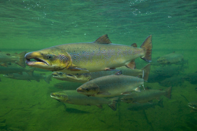 Der Atlantische Lachs ist der Fisch des Jahres 2019. Foto: DAFV/Michel Roggo