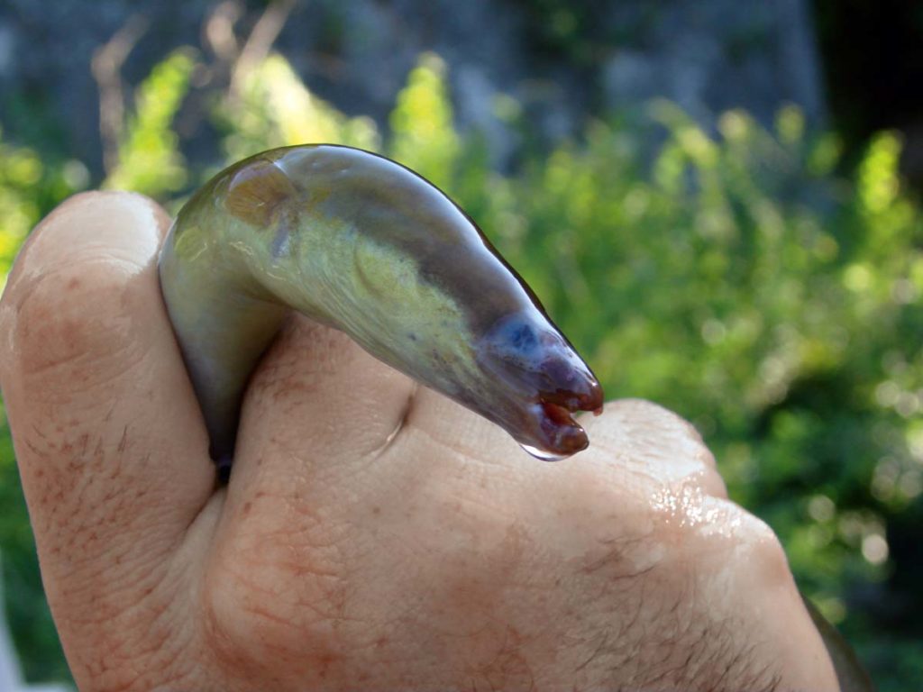 Fischkrankheiten Bilder: Ein Einblick in die Welt der Fischgesundheit