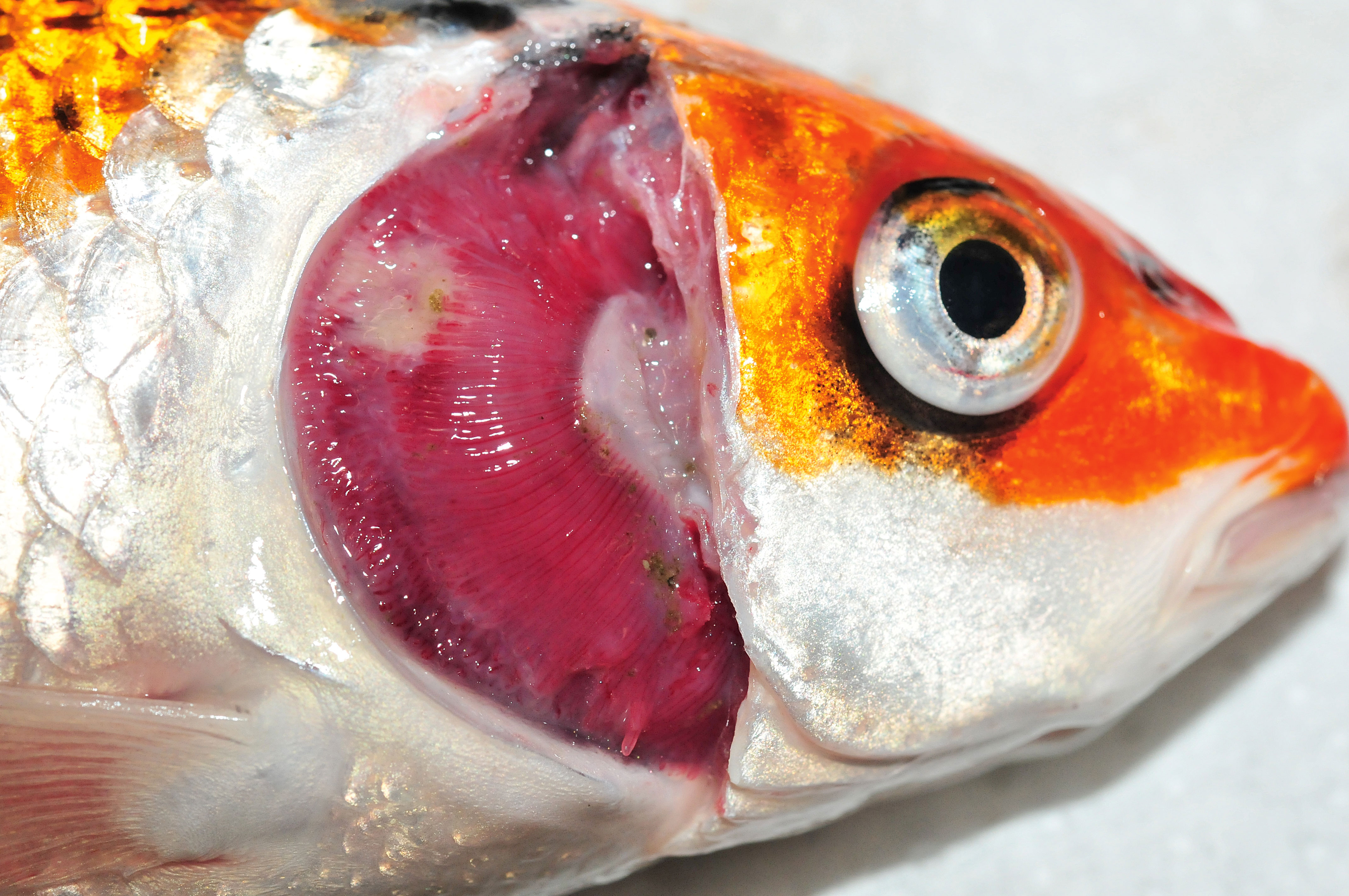 Koi-Herpes ist für die Fische in den meisten Fällen tödlich. Foto: Eva Lewisch/Vetmeduni Vienna