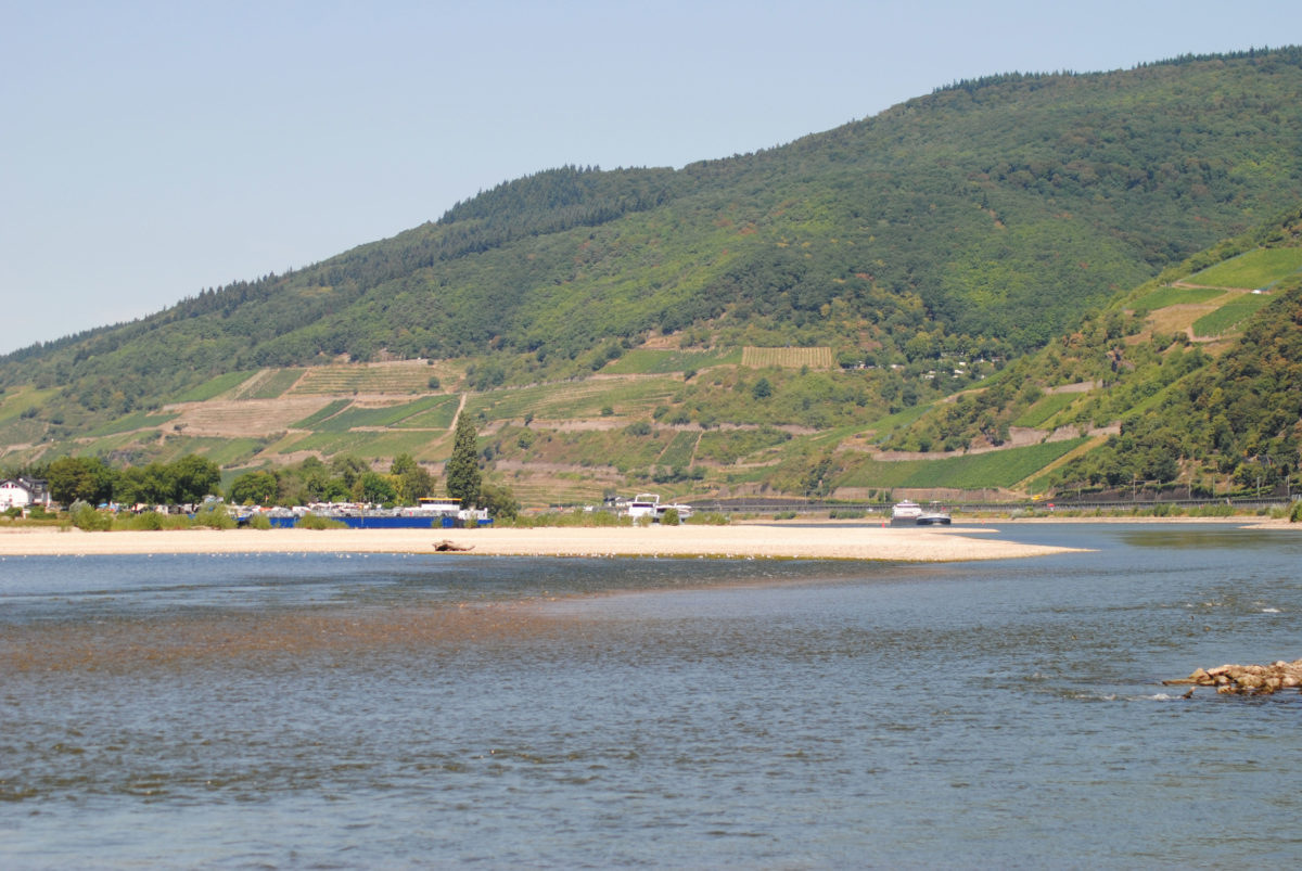 Durch das Niedrigwasser an deutschen Flüssen ist der Schadstoffgehalt des Wassers höher als normal. Foto: AngelWoche/Kai Chaluppa