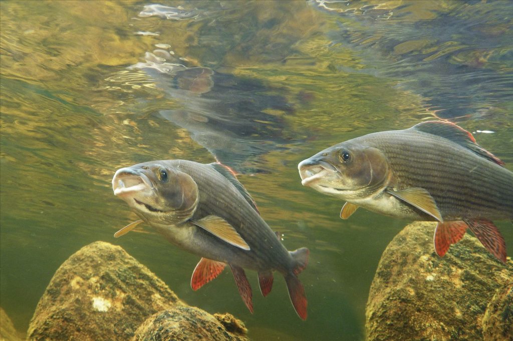 Ca. 7.400 Wasserkraftwerke haben die Flüsse in Deutschland verbaut und unseren Fischen die Wandermöglichkeiten zu ihren Laichplätzen versperrt. Naturschutzverbände rufen mit #ProtectWater gemeinsam dazu auf, den europäischen Gewässerschutz zu sichern. Foto: E. Hartwich