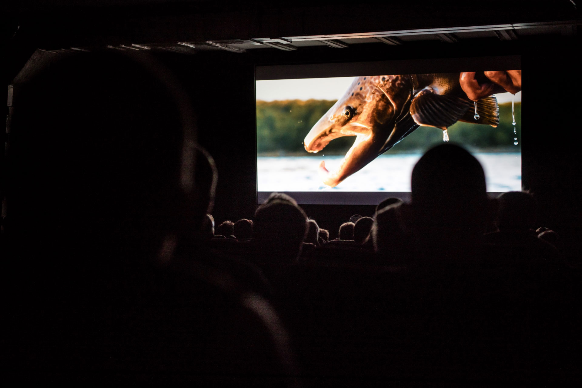 Das Hobby auf der großen Leinwand: Das RISE Fly Fishing Film Festival 2019 ist ein tolles Erlebnis! Foto: RISE Fly Fishing Film Festival 2019