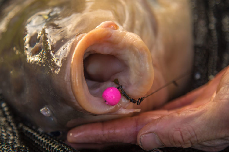 Das Ronnie-Rig ist die perfekte Montage zum Karpfenangeln mit auftreibenden Ködern. Foto: karpfen/Max Hendry