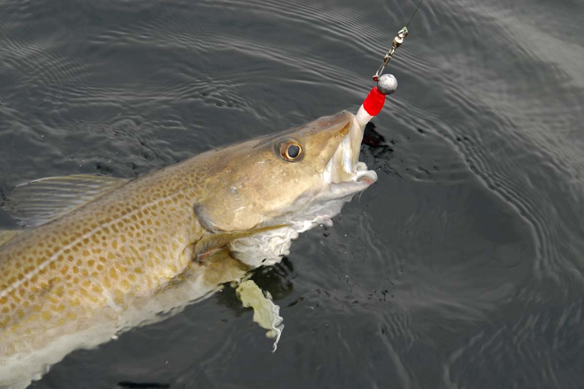 Der Dorsch ist der liebste Zielfisch deutscher Angler in Norwegen. Das ergab der Norwegen Fangreport 2018. Foto: Kutter&Küste/Rainer Korn