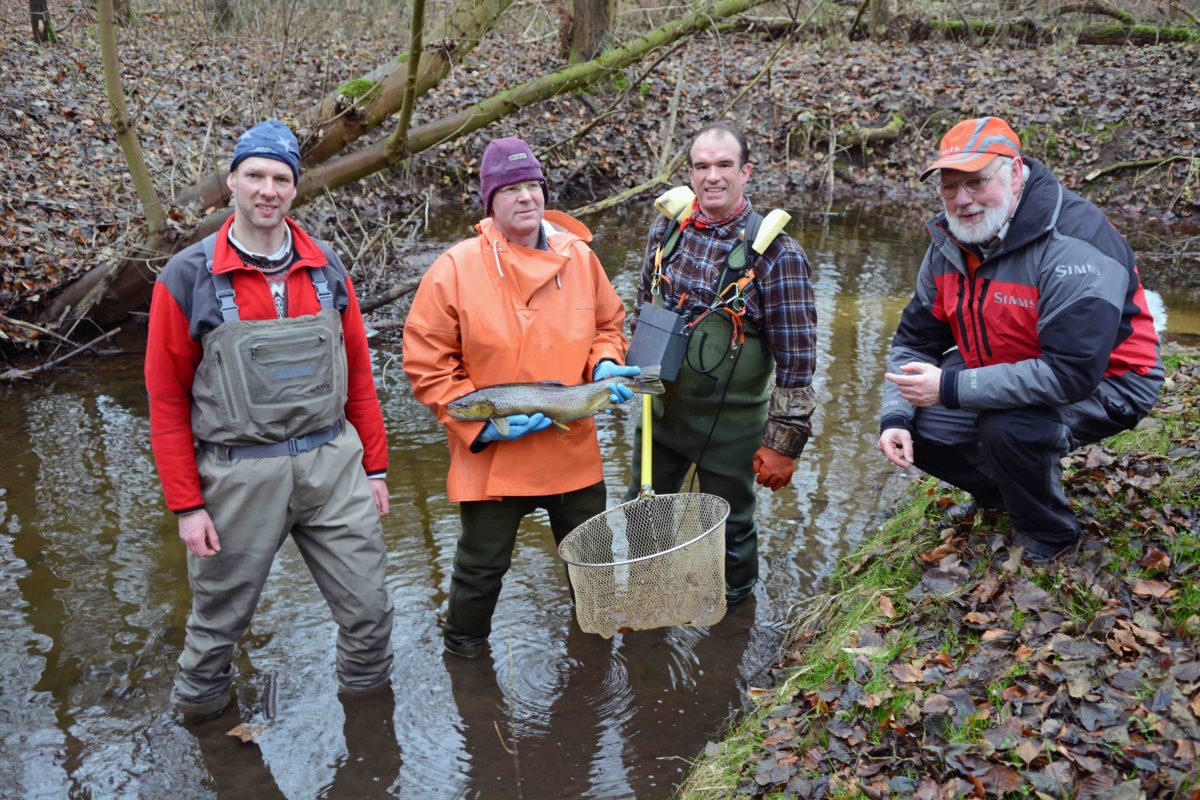 Projekt am Lachsbach: Kalle Rohde (rechts) begleitet das Elektofischen am Lachsbach, das wichtigste Laichrevier für Lachs und Meerforelle in der Neustädter Bucht.