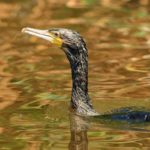 Die schwarzen Vögel können vor allem in kleineren Gewässern starken ökologischen und wirtschaftlichen Schaden anrichten. Daher ist die Jagd auf den Kormoran ein wichtiger Faktor von Jägern und Anglern. Foto: O. Portrat