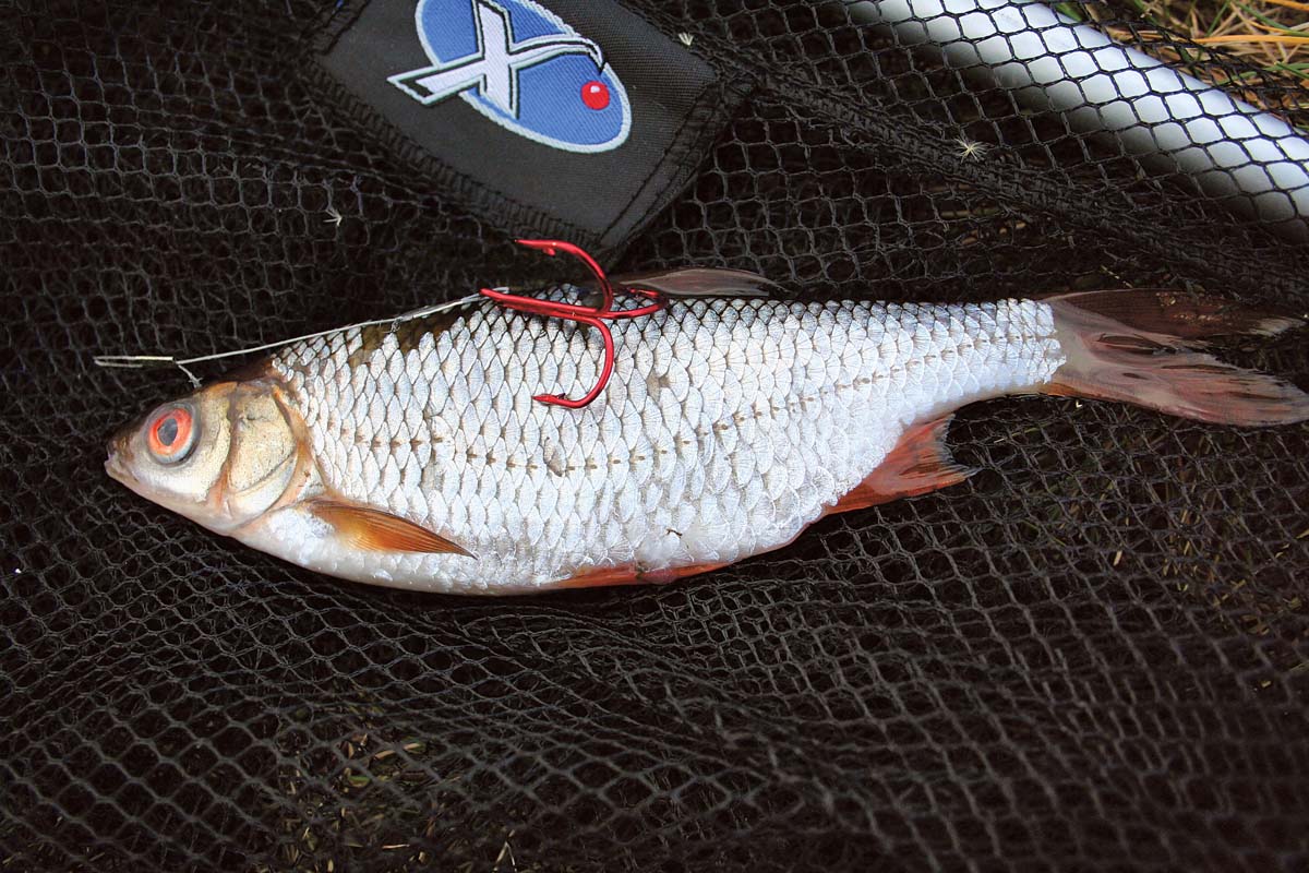 Das kurze Stahlvorfach wird so am Köderfisch angelegt, dass sich die Schlaufe etwa auf Höhe des Mauls und der Drilling auf dem oberen Teil der Flanke befinden. Foto: G. Duwe