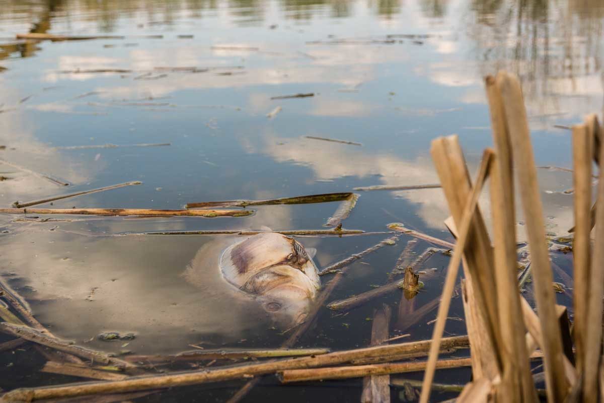 Durch das große Fischsterben bei Greetsiel verendeten Tonnen von Fischen.