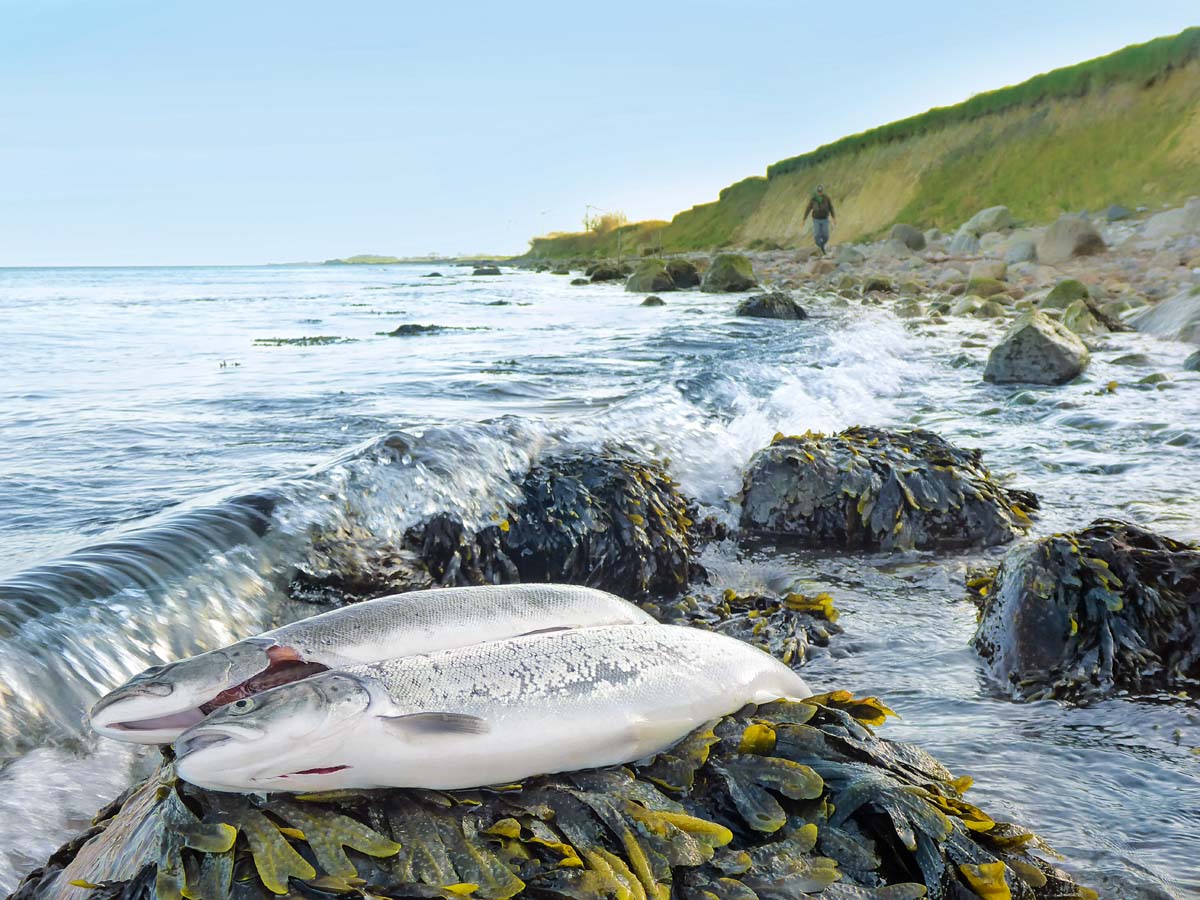 Frischer Fisch ist die beste Wahl für jedes Rezept. Solltet Ihr nicht die Möglichkeit haben Euren Fisch selbst zu angeln, dann unbedingt im Fachgeschäft auf Frische achten. Foto: J. Radtke