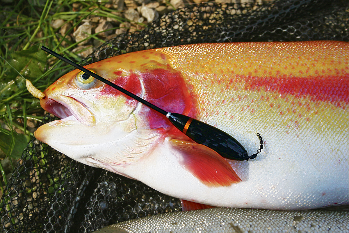 Mit einem Sbirolino kommt auf Wurfweite und damit auch in großen Gewässern zum Fisch. Foto: G. Bradler