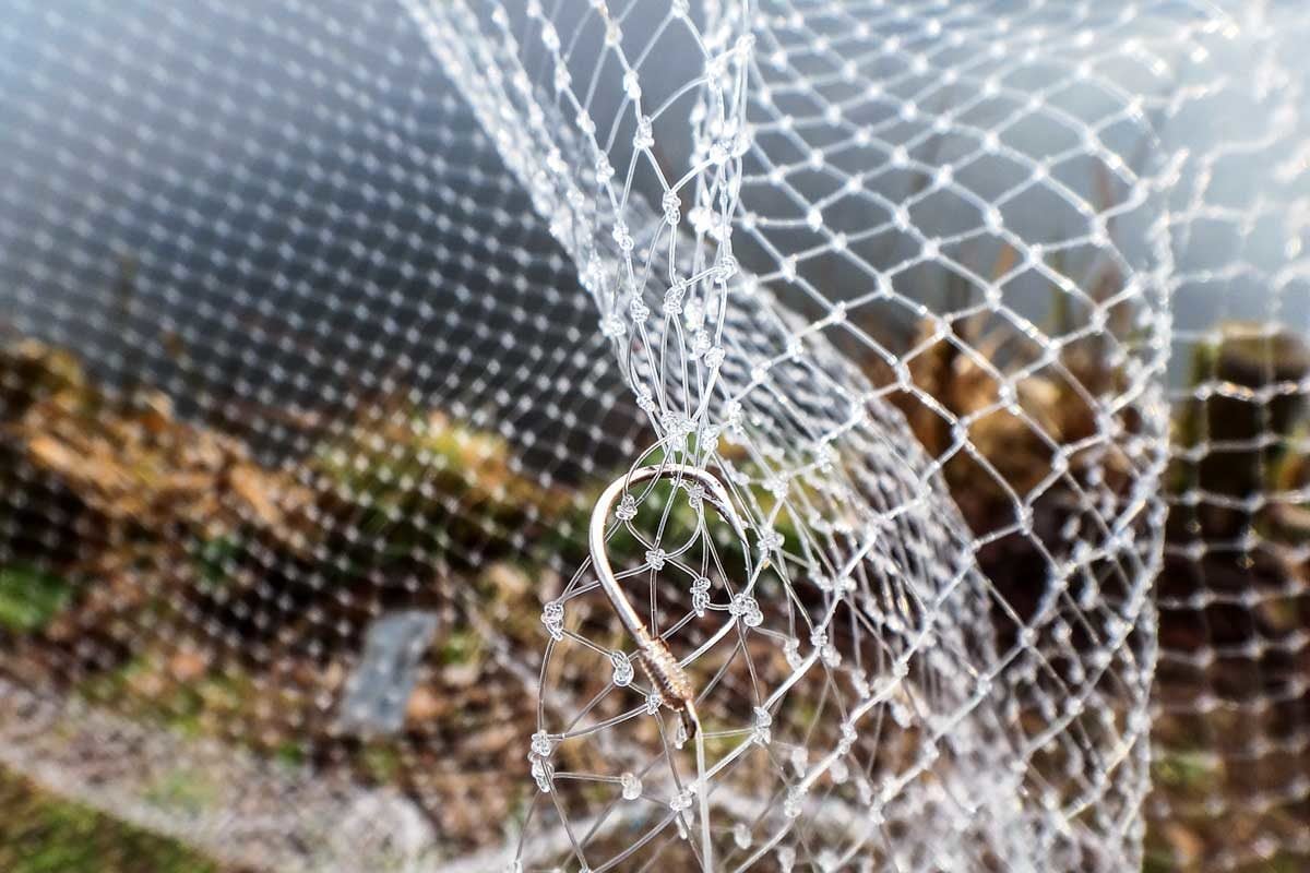 Fischer aus dem bayrischen Raum hatten in der Donau bereits Hunderte Gelbe Drachenwelse gefangen. Es ist also nur eine Frage der Zeit, bis sich die Fischart auch in weiteren Gewässern ausbreitet. Foto: AW